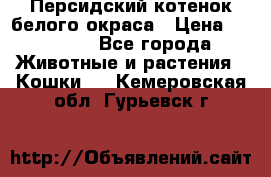 Персидский котенок белого окраса › Цена ­ 35 000 - Все города Животные и растения » Кошки   . Кемеровская обл.,Гурьевск г.